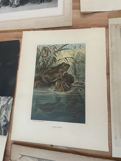 Antique Ephemera & Artwork Job Lot 1800s-1900s Photographs Etchings Lithographs